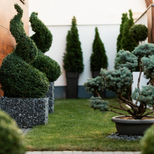 Amenagement jardin buisson
