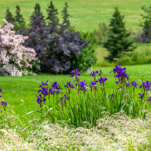 Amenagement jardin de campagne