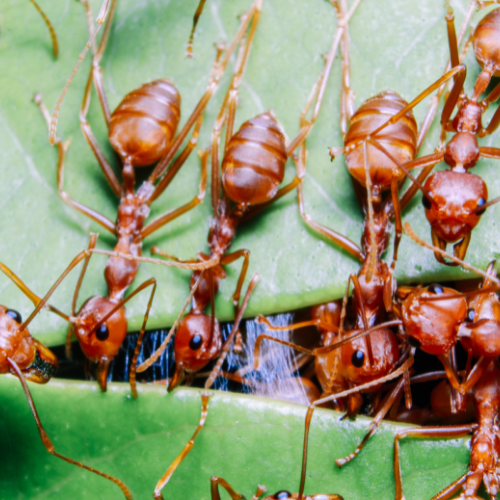 Comment ce de barrasse des fourmis