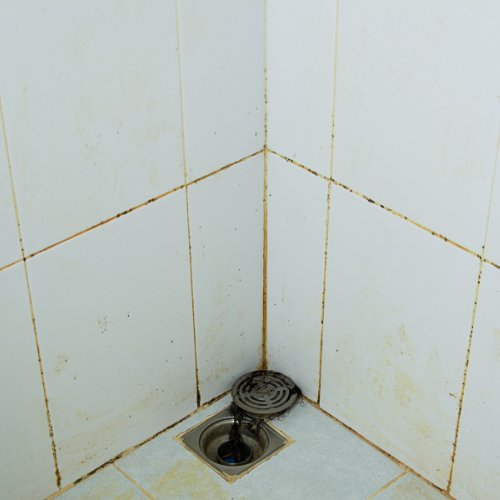 Humidite moisissur salle de bain