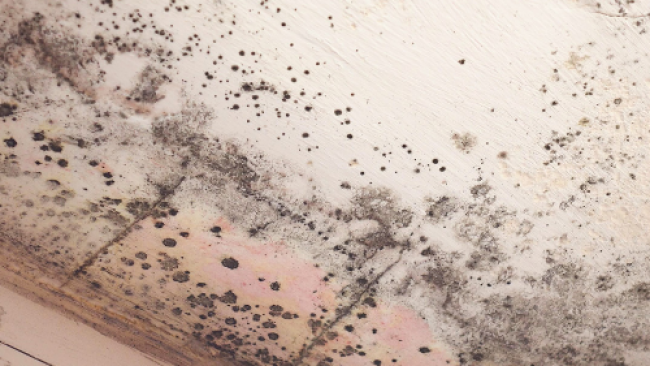 Problème d'humidité au plafon dans la maison, que faire ?