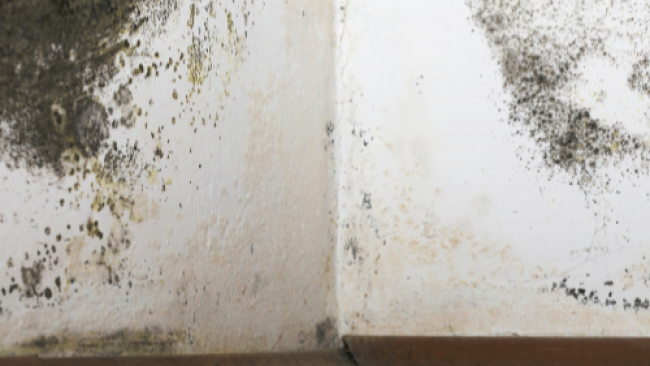 L'humidité provoque de la moisissure dans les maisons